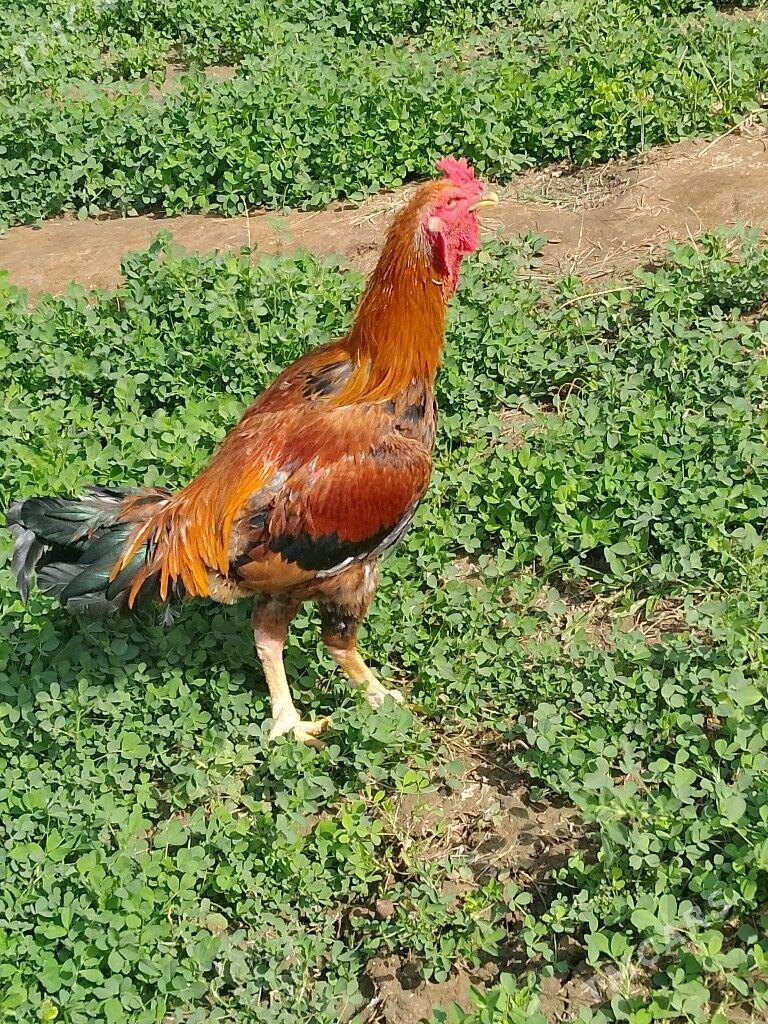 horaz - Baýramaly - img 3