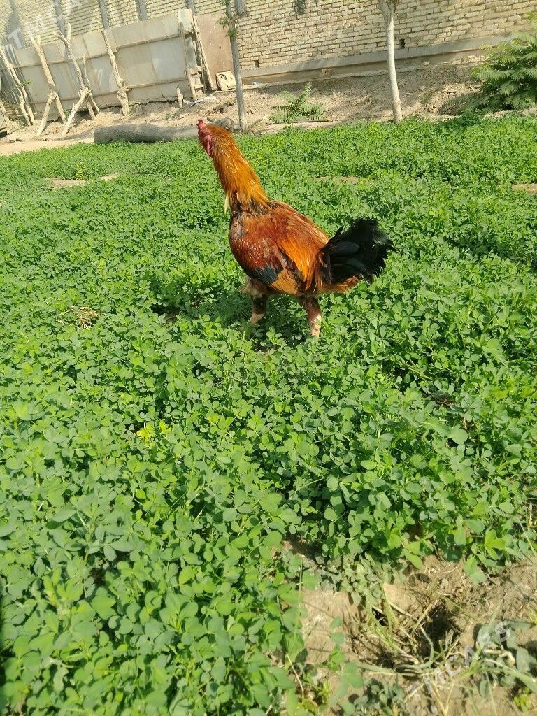 horaz - Baýramaly - img 6