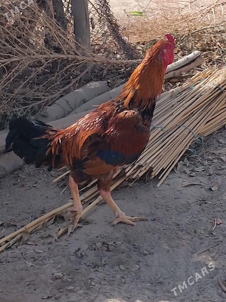 horaz - Baýramaly - img 4