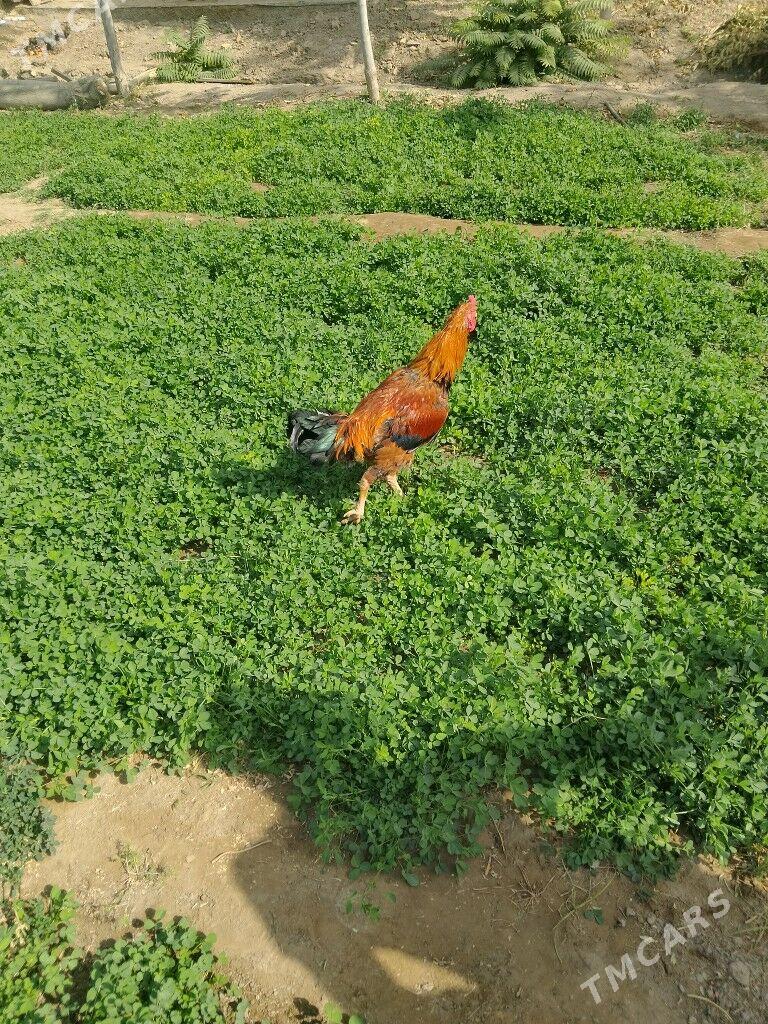 horaz - Baýramaly - img 2