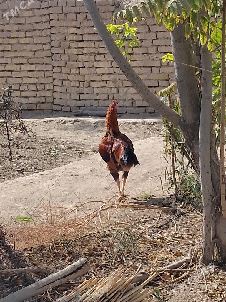 horaz - Baýramaly - img 1