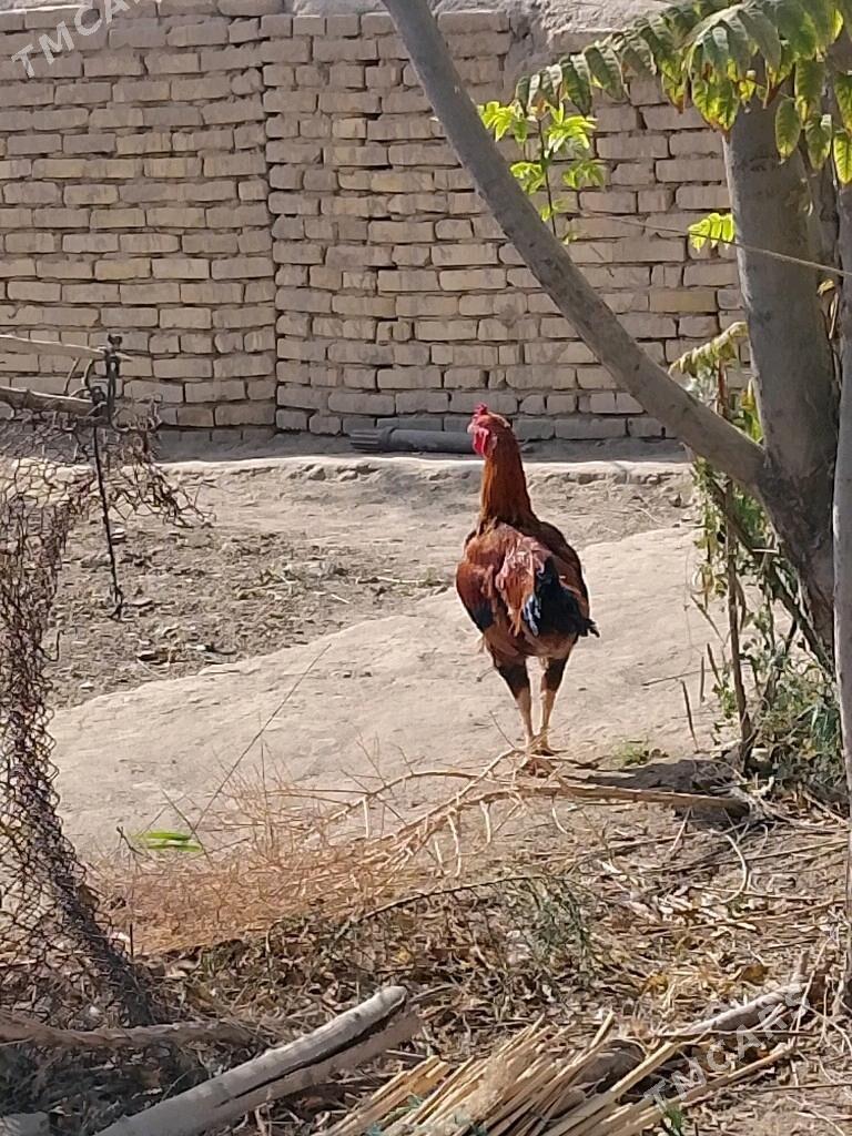 horaz - Baýramaly - img 7