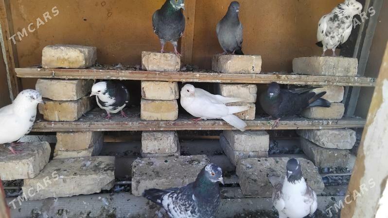 kepderi - Ёлётен - img 4