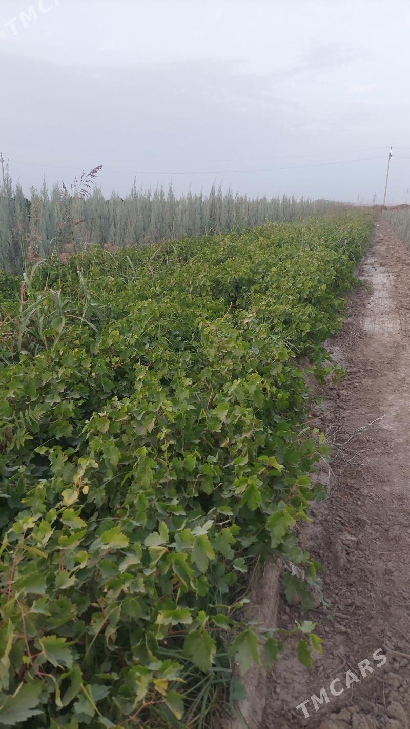 l Nahal uzum - Gypjak - img 2