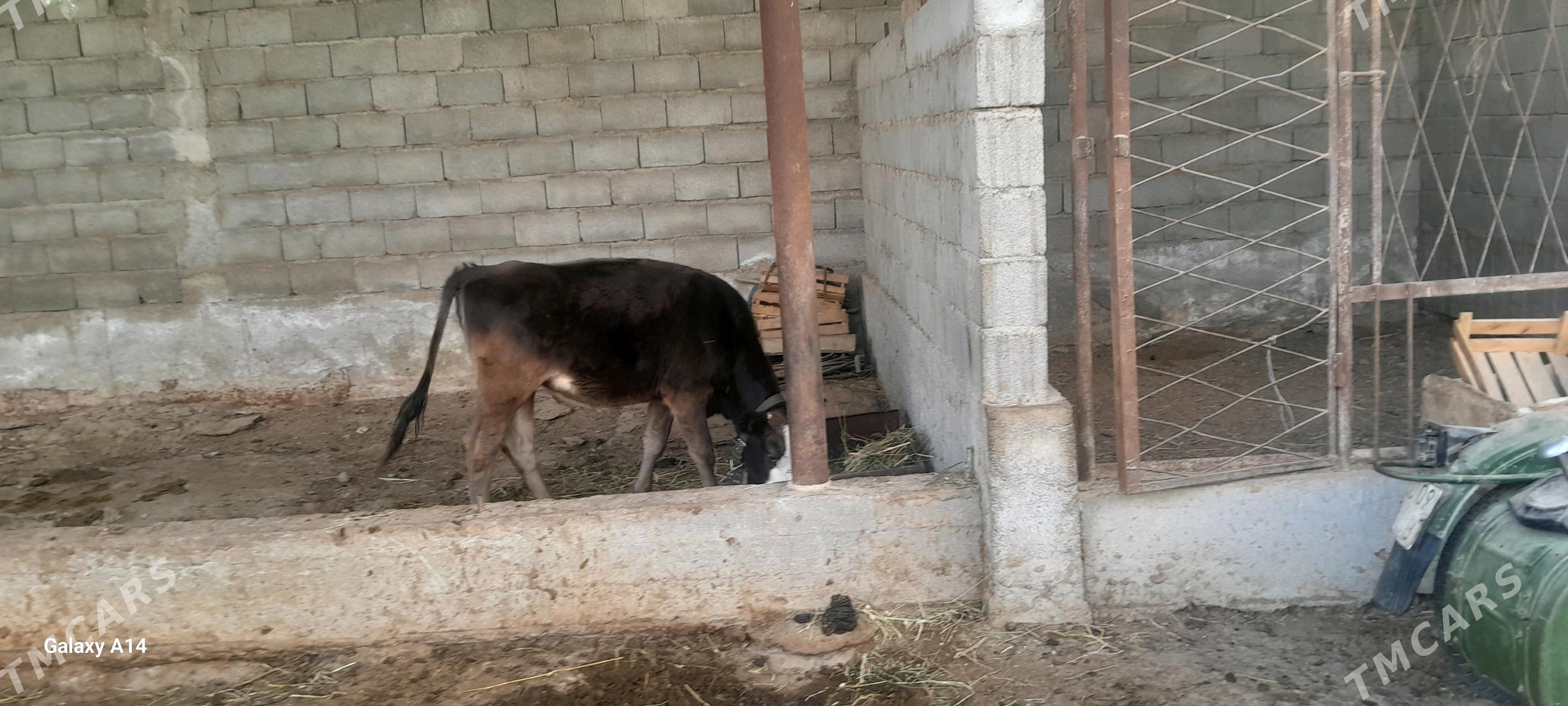 göle - Гёкдепе - img 2