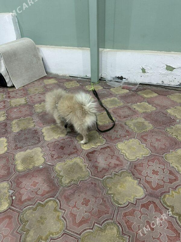 шпиц порода собака - Мары - img 1