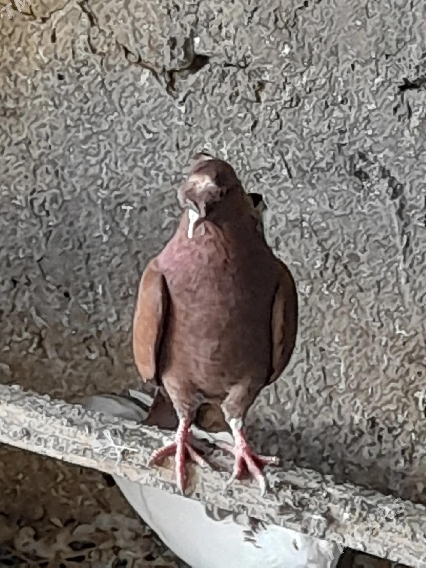 kepderi - Tejen - img 2