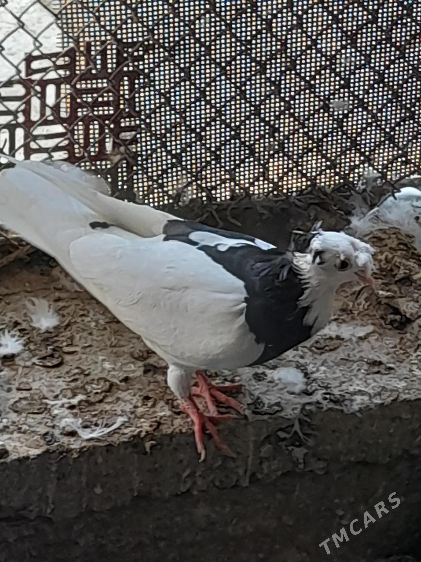 kepderi - Tejen - img 3