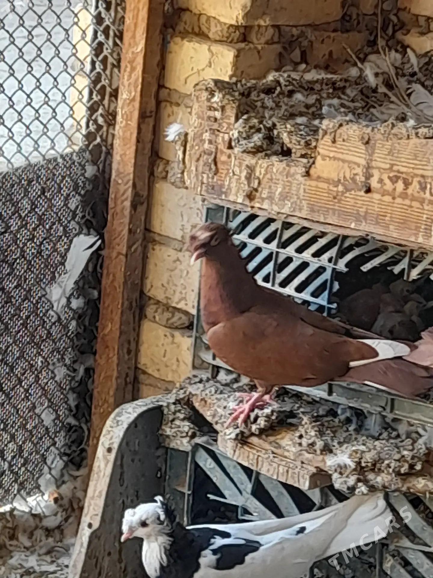 kepderi - Tejen - img 4