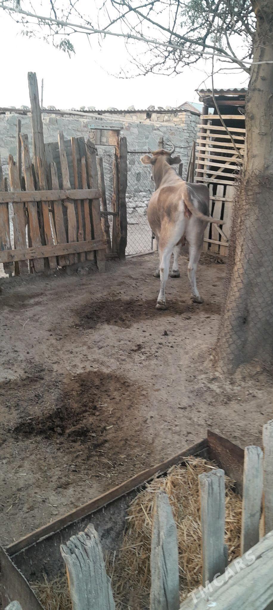 sygyr - Берекет - img 2