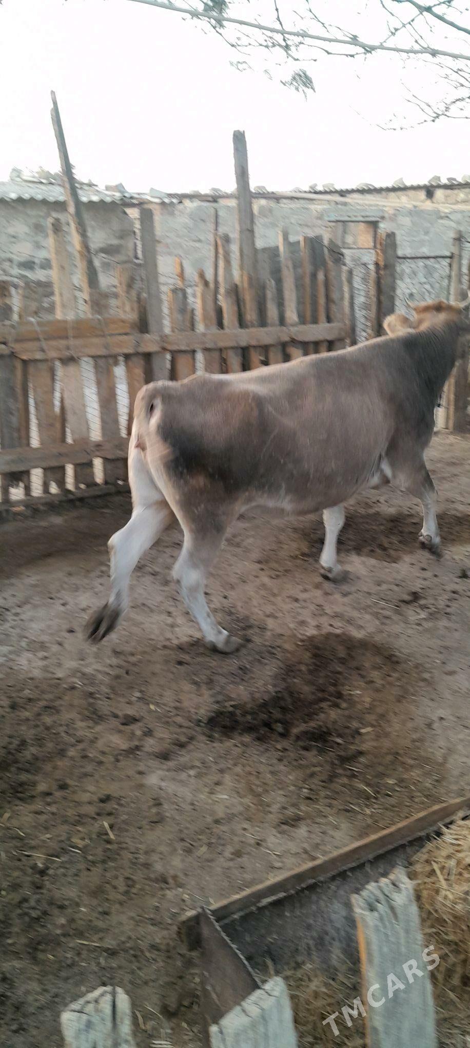 sygyr - Берекет - img 3