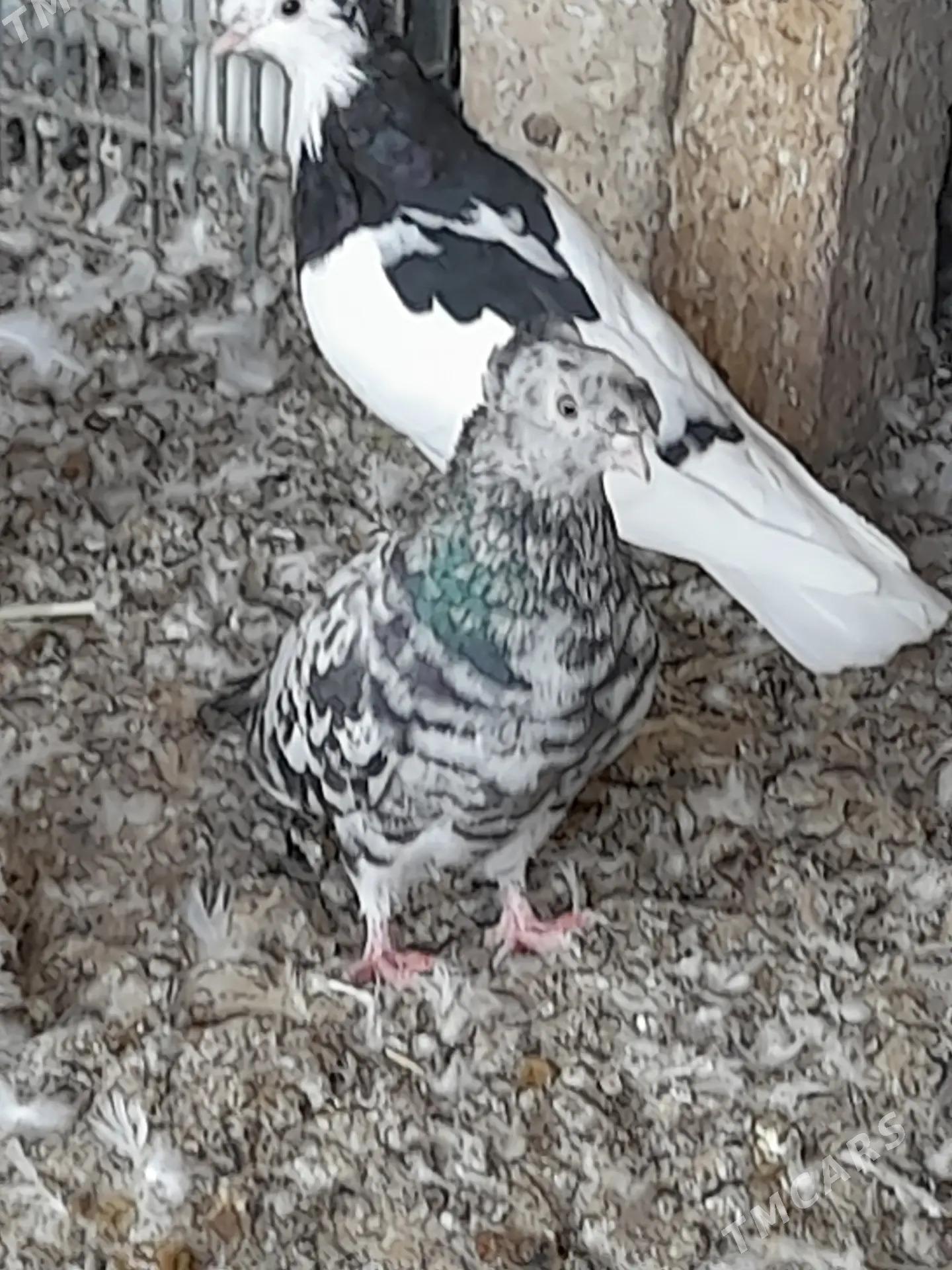 kepderi - Tejen - img 6