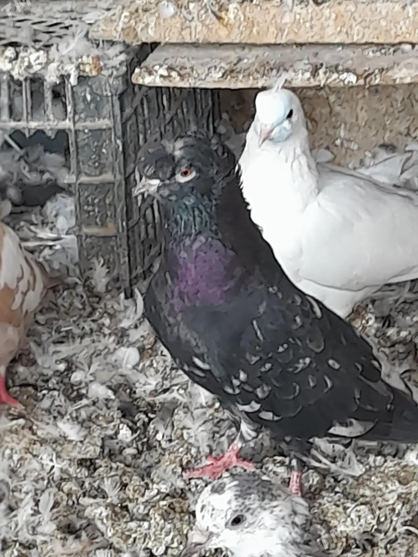 kepderi - Tejen - img 5