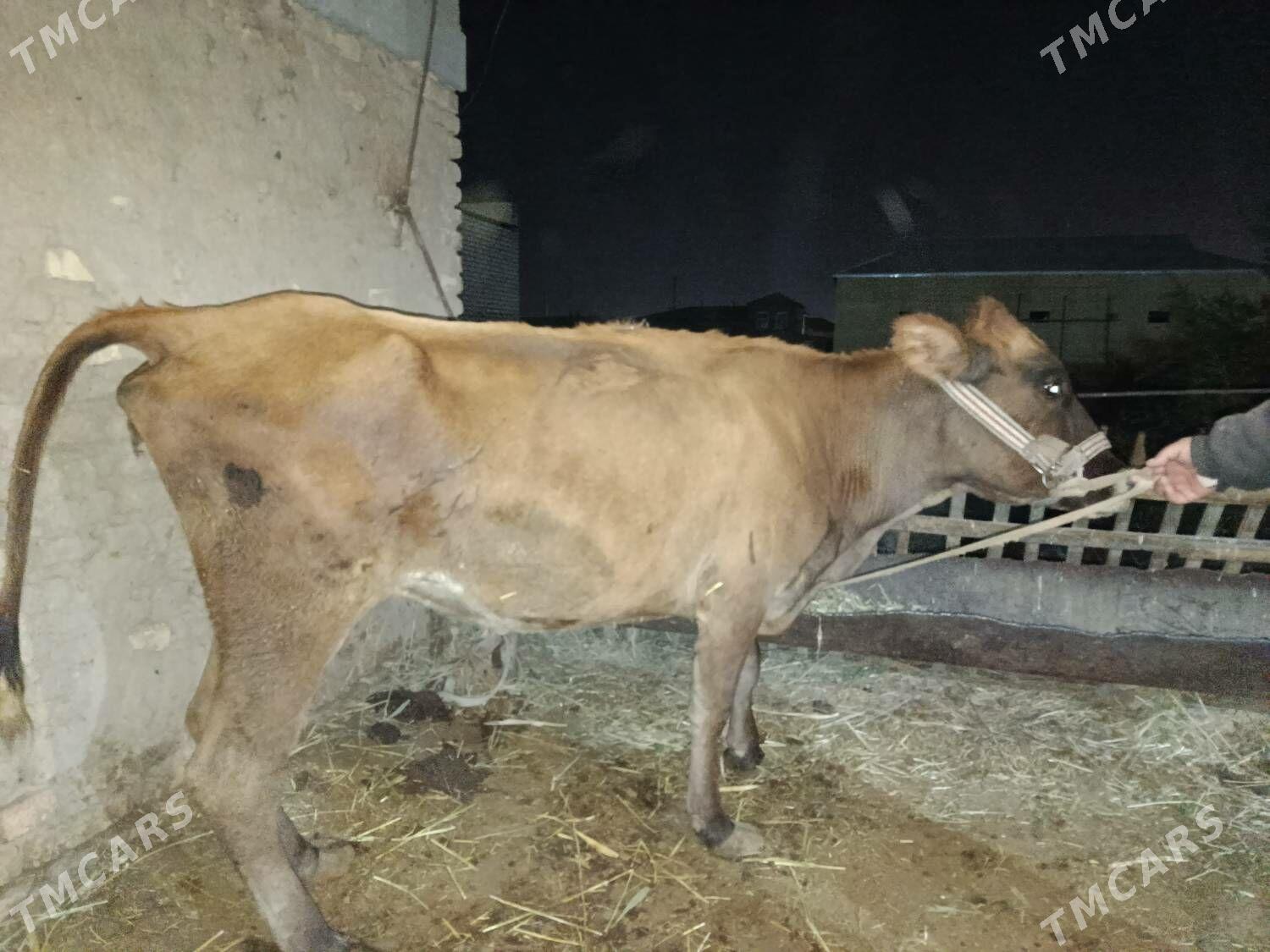 Sygyr - Mary - img 4