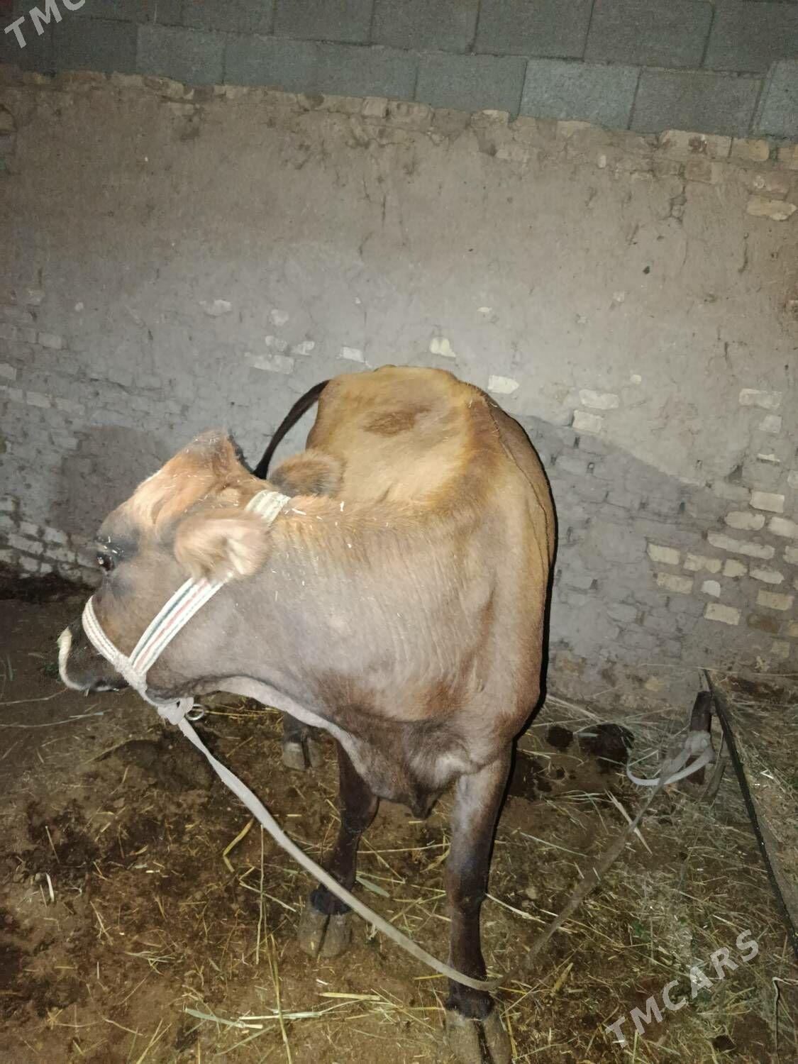 Sygyr - Mary - img 5