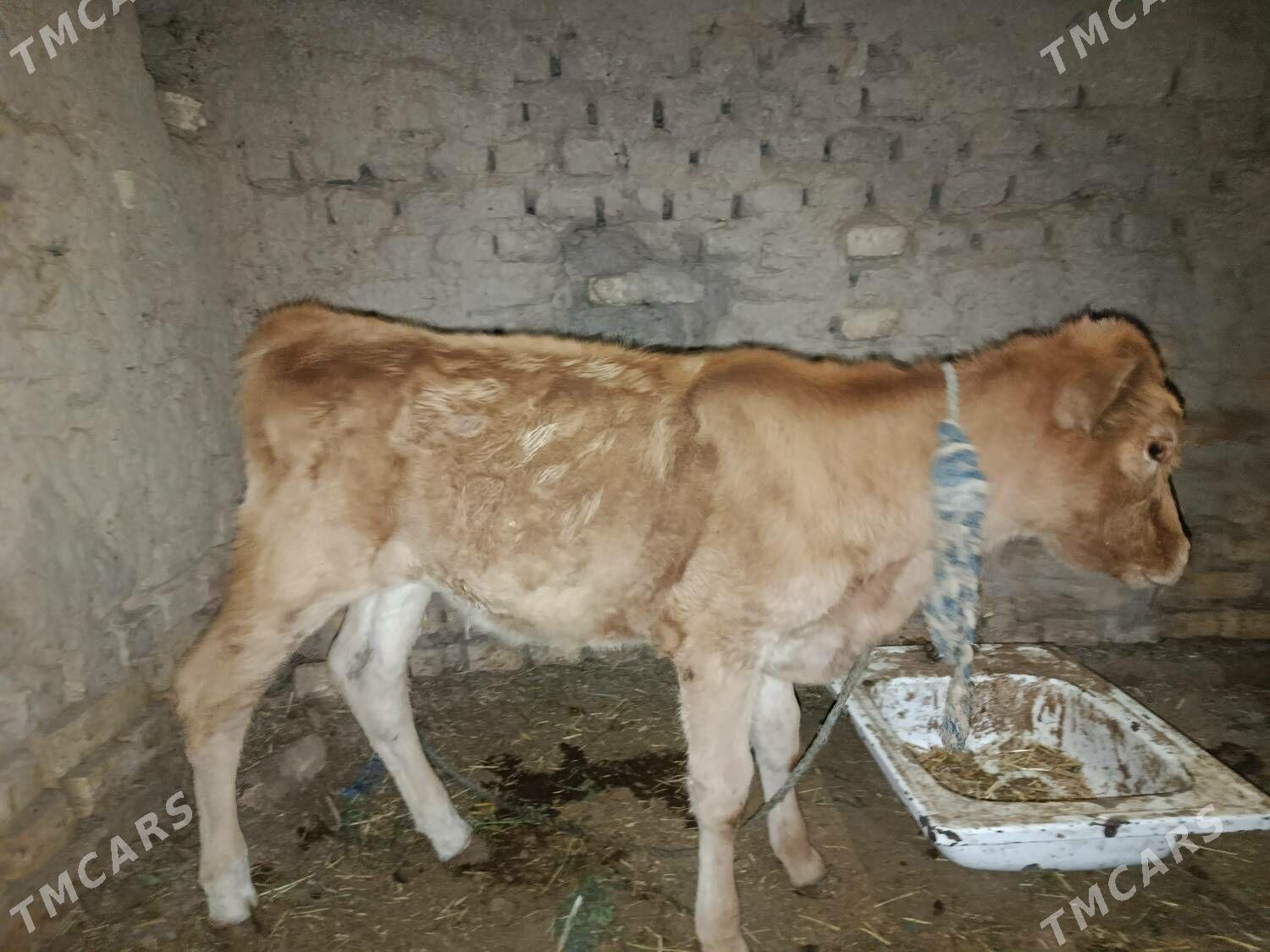 Sygyr - Mary - img 2