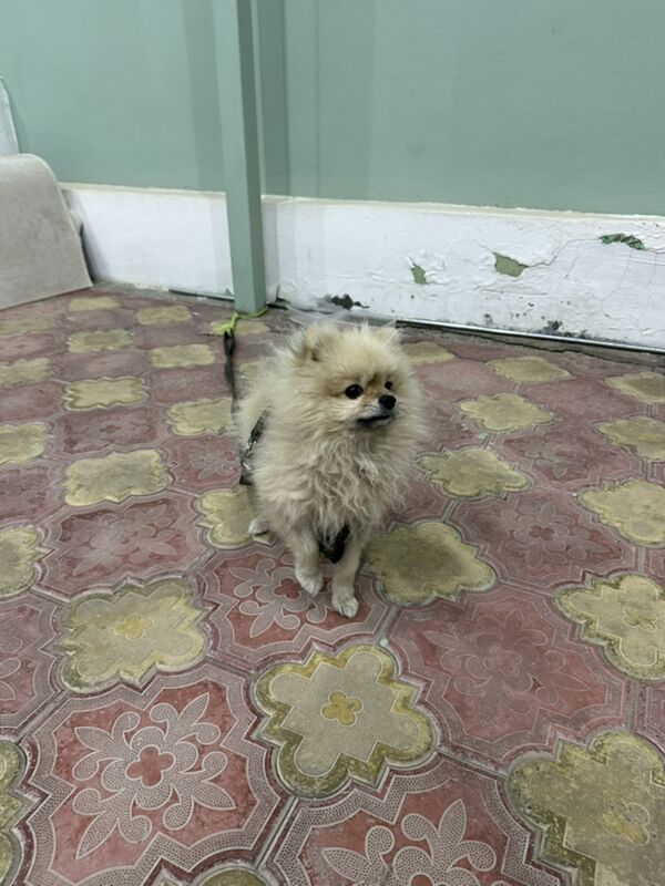 шпиц порода собака - Мары - img 2