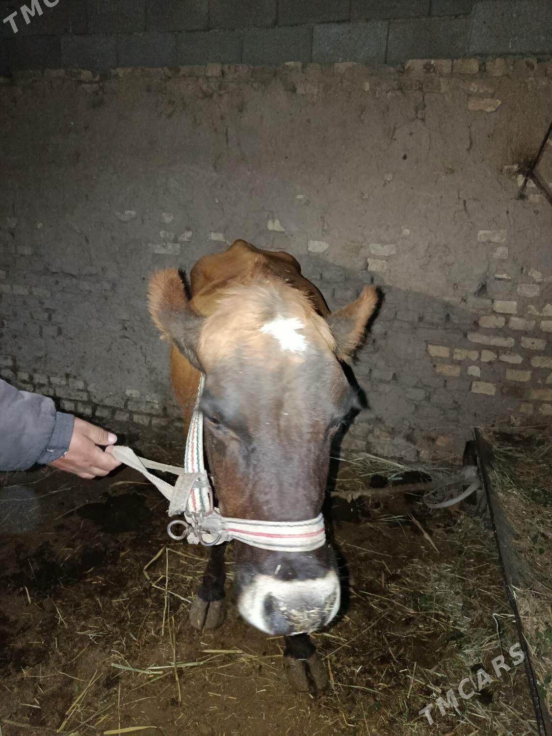 Sygyr - Mary - img 3