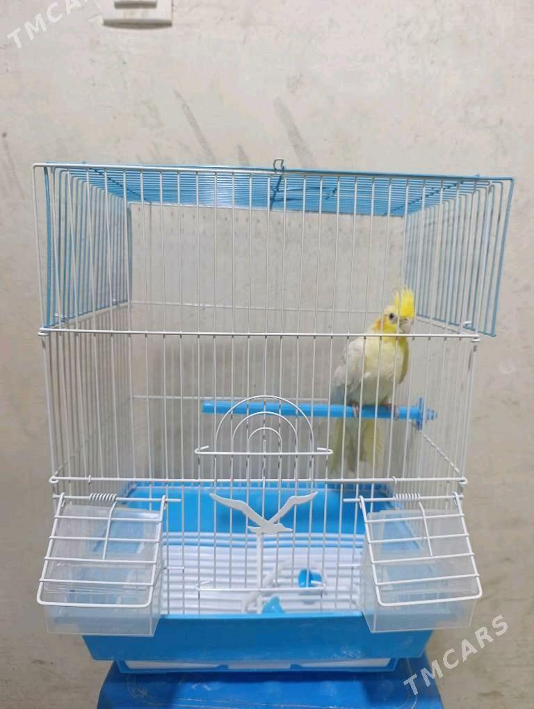 Karelo papugay - Гурбансолтан Едже - img 2