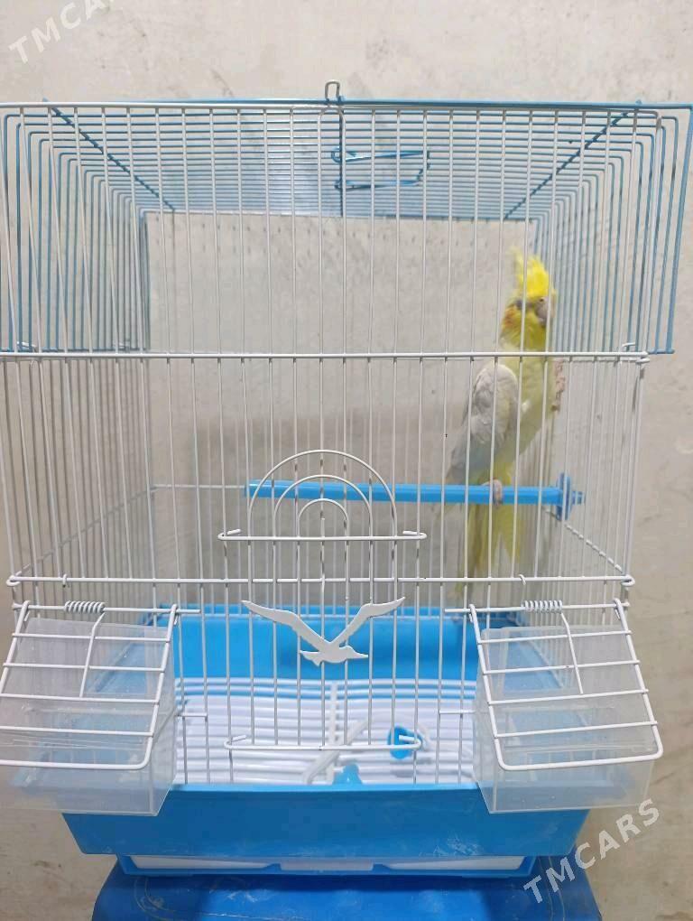 Karelo papugay - Гурбансолтан Едже - img 1