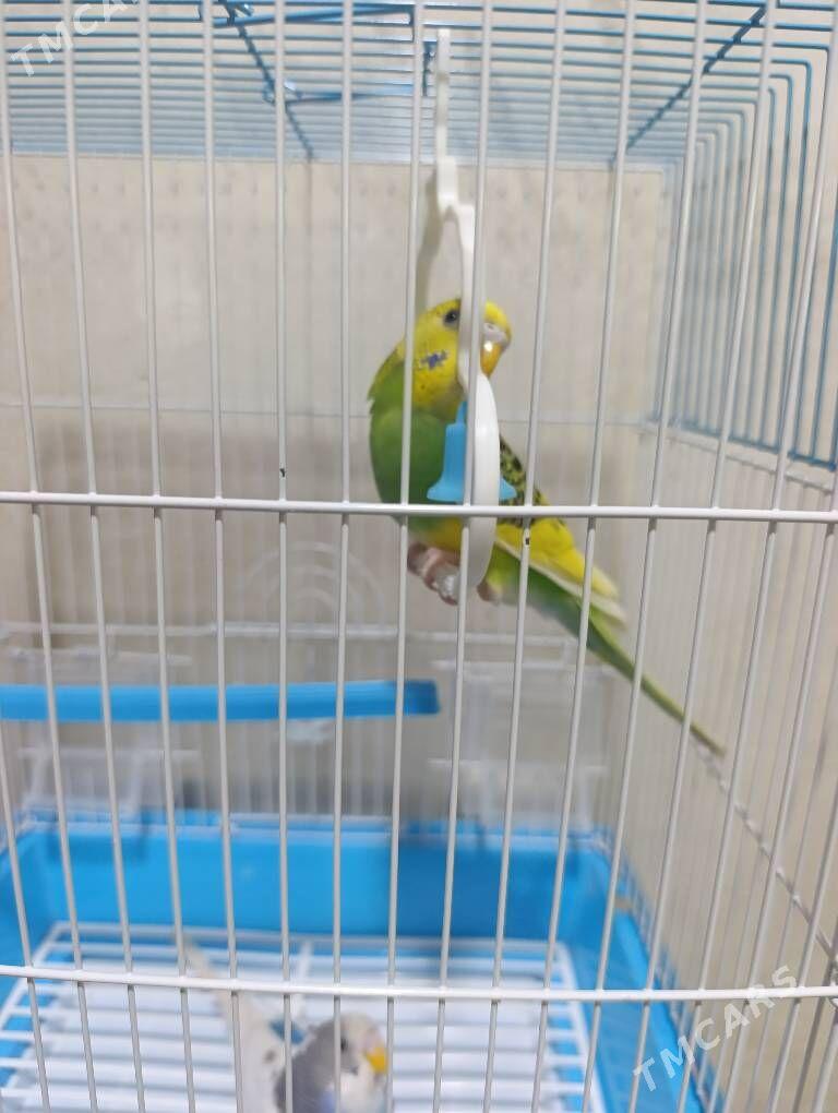 Papugay Valnisti - Гурбансолтан Едже - img 4