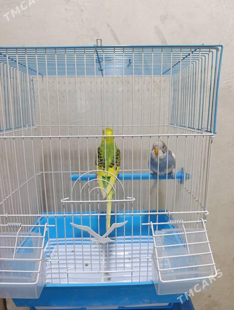 Papugay Valnisti - Гурбансолтан Едже - img 3