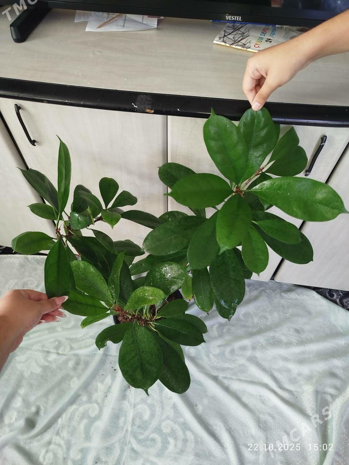 Аспидистра - Ruhabat (90-njy razýezd) - img 3