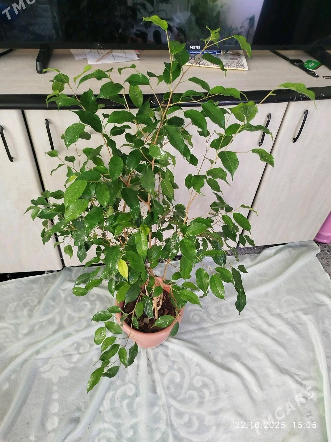 Аспидистра - Ruhabat (90-njy razýezd) - img 8