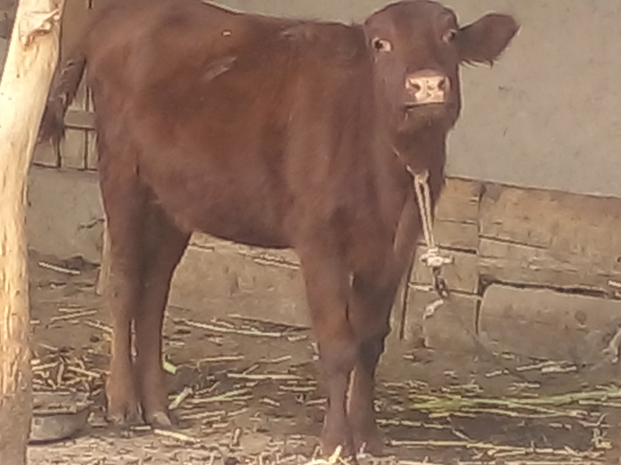 gaçar gysyr - Köneürgenç - img 3