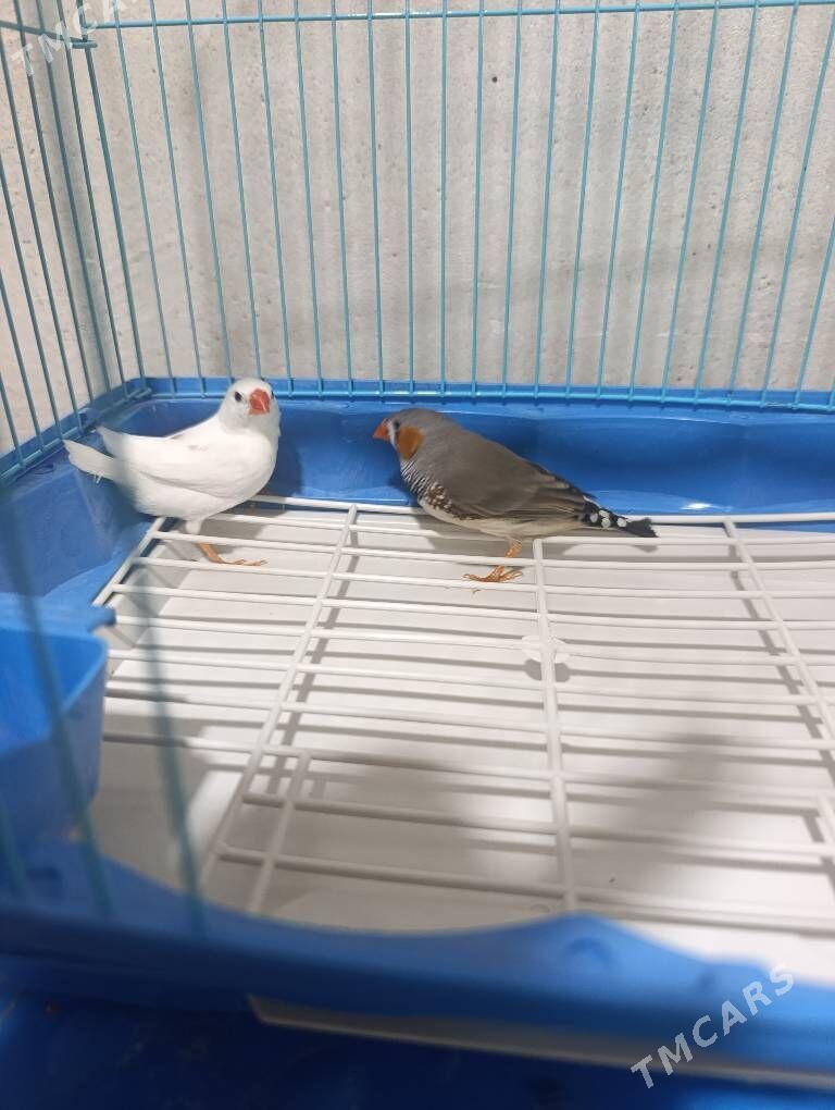 Amadinka papugay - Гурбансолтан Едже - img 1