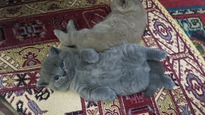 Шотландские котята - Aşgabat - img 2