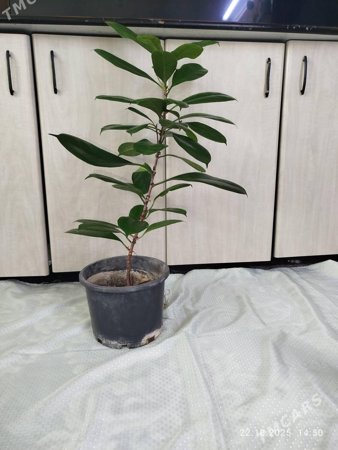 Фикус Бенджамин пестрый - Ruhabat (90-njy razýezd) - img 7