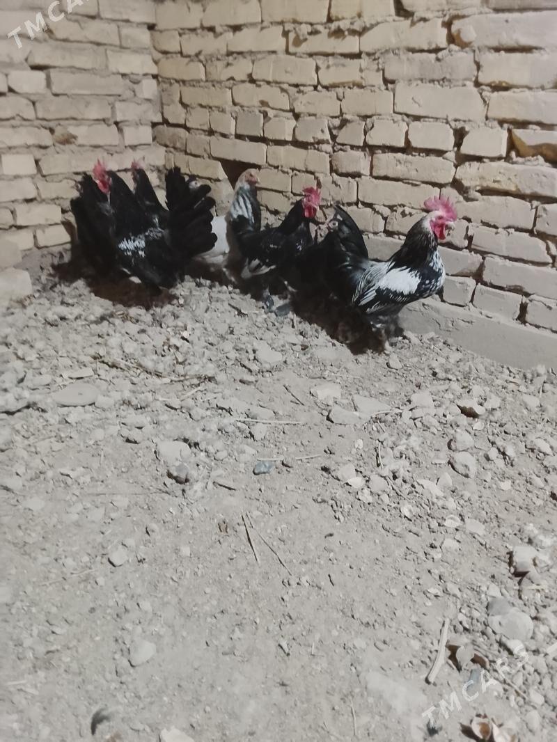 karlik - Çärjew - img 2