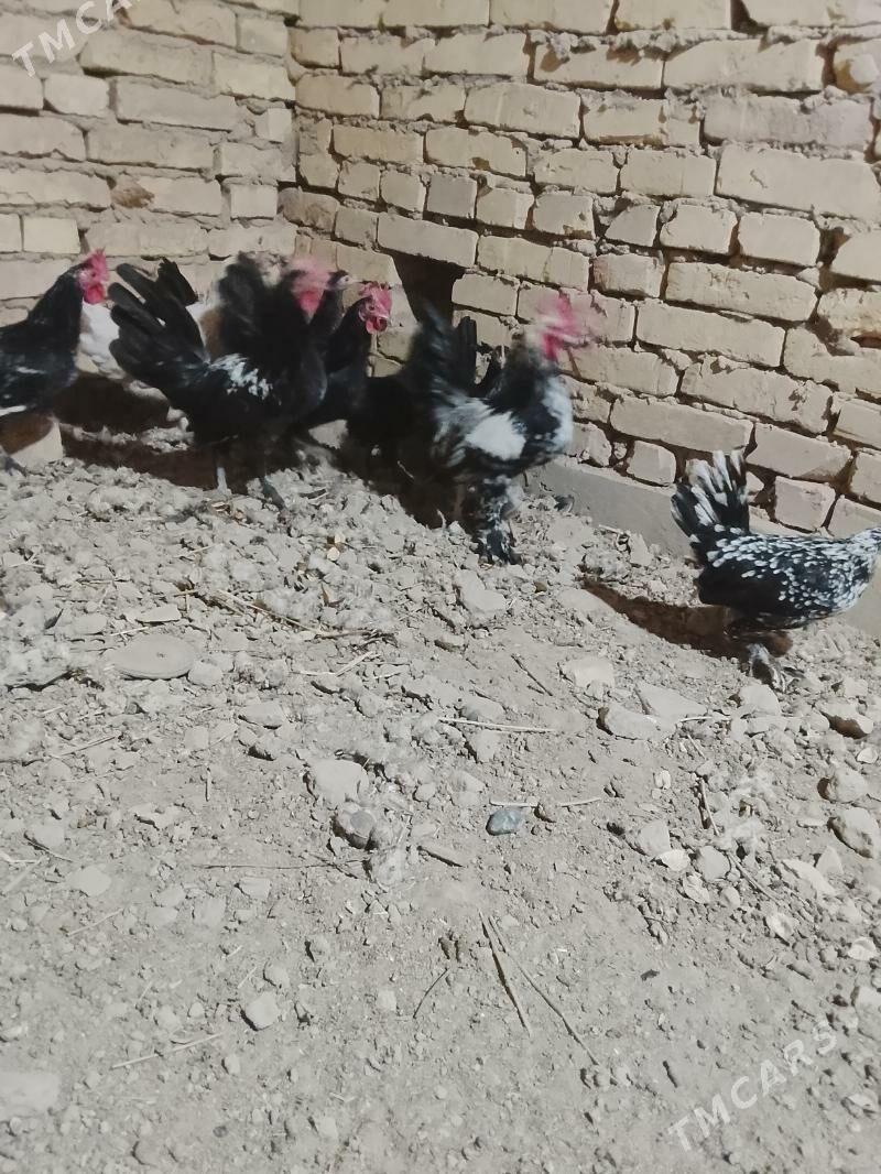 karlik - Çärjew - img 4