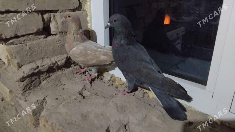 kepderi - Ёлётен - img 7