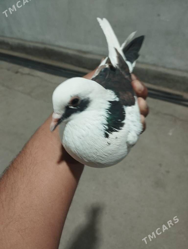 kepderi - Aşgabat - img 5