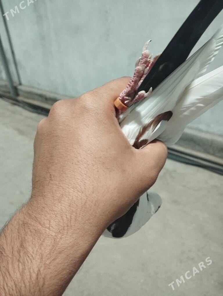 kepderi - Aşgabat - img 6