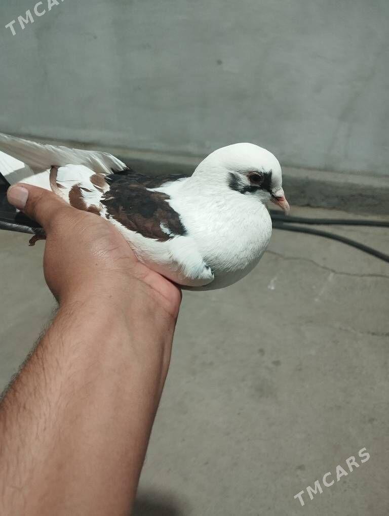 kepderi - Aşgabat - img 4