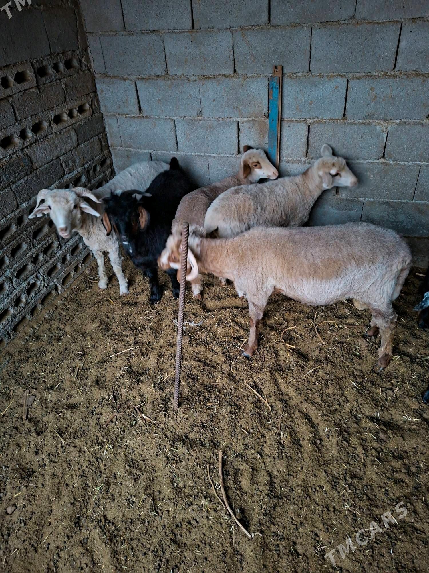 Tokly - Büzmeýin - img 1