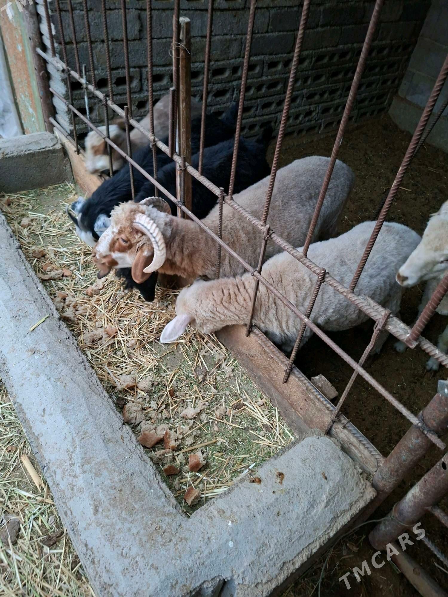 Tokly - Büzmeýin - img 3