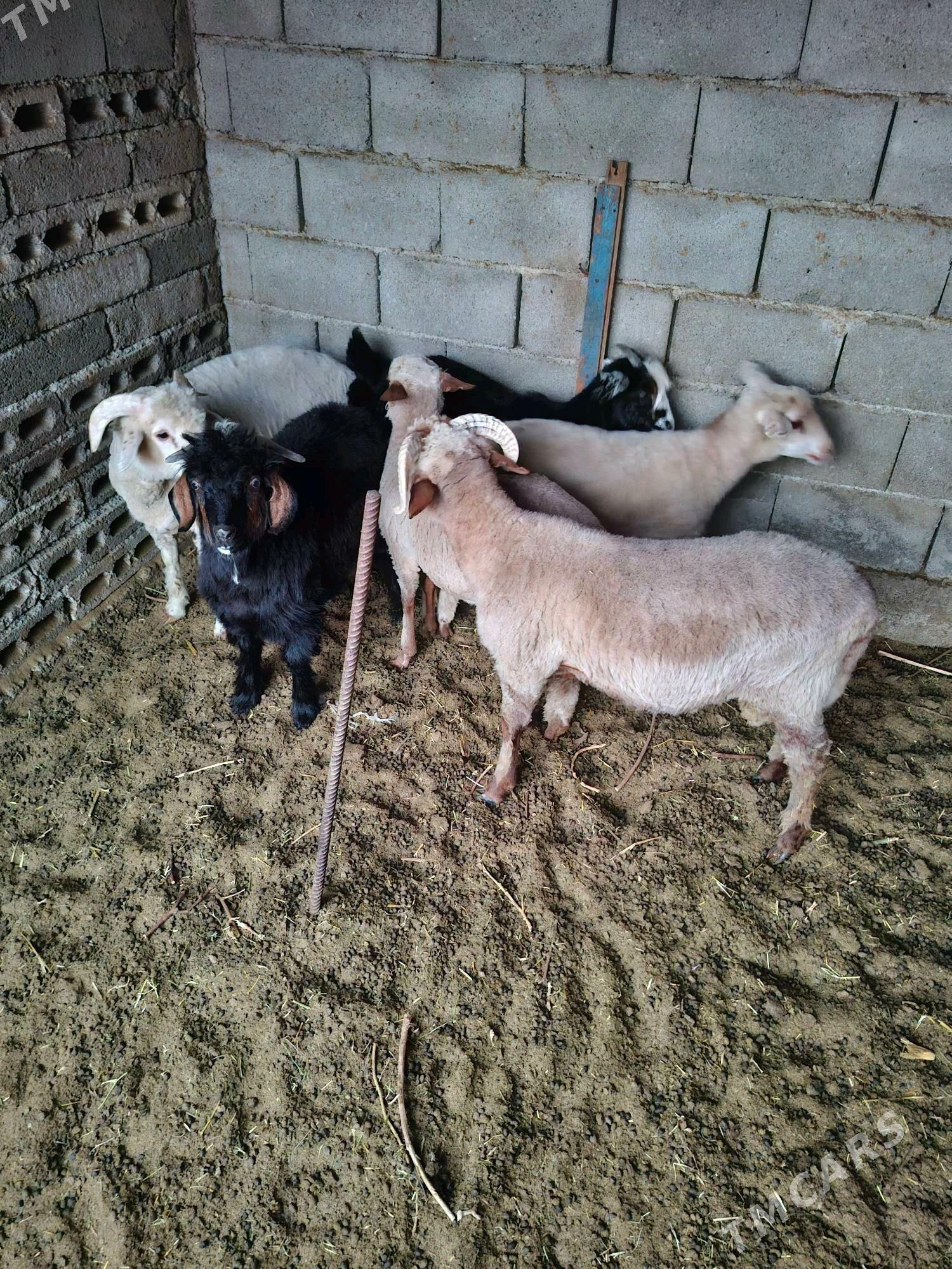 Tokly - Büzmeýin - img 2