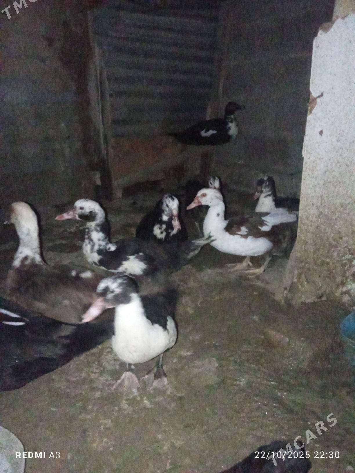 ördek indautga - Türkmenbaşy - img 1