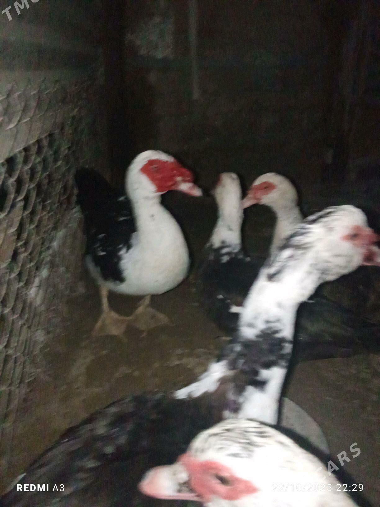 ördek indautga - Türkmenbaşy - img 2