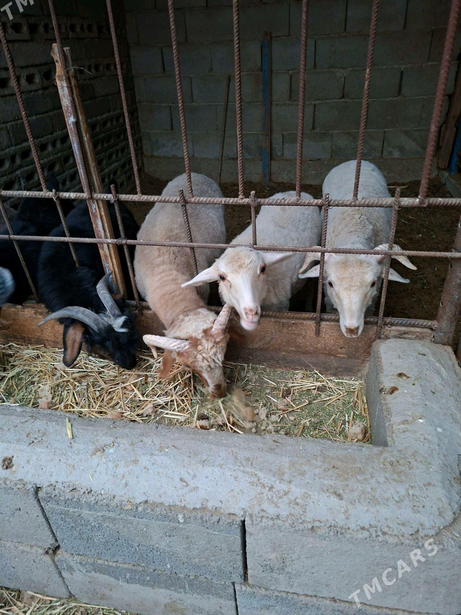 Tokly - Büzmeýin - img 4