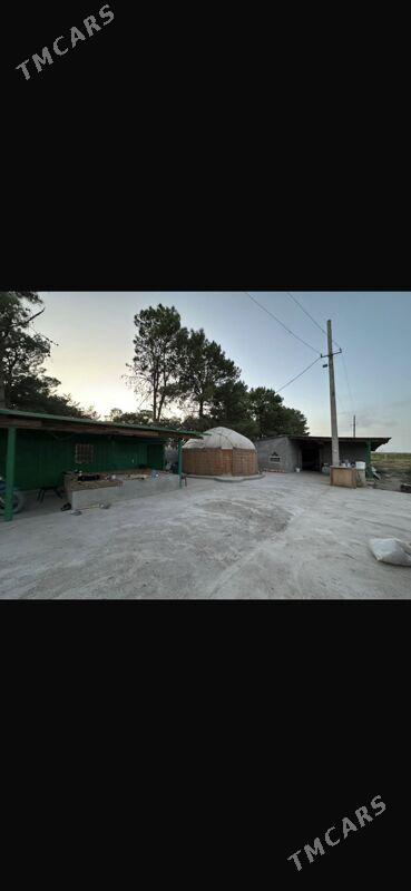 Хурма гекдар - Багир - img 1