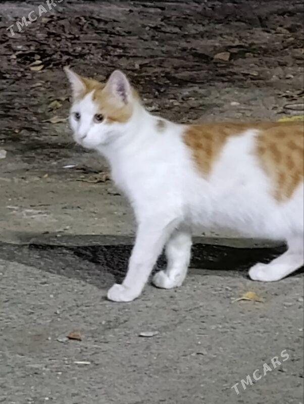котики - Aşgabat - img 3