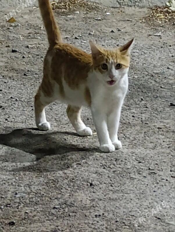 котики - Aşgabat - img 2
