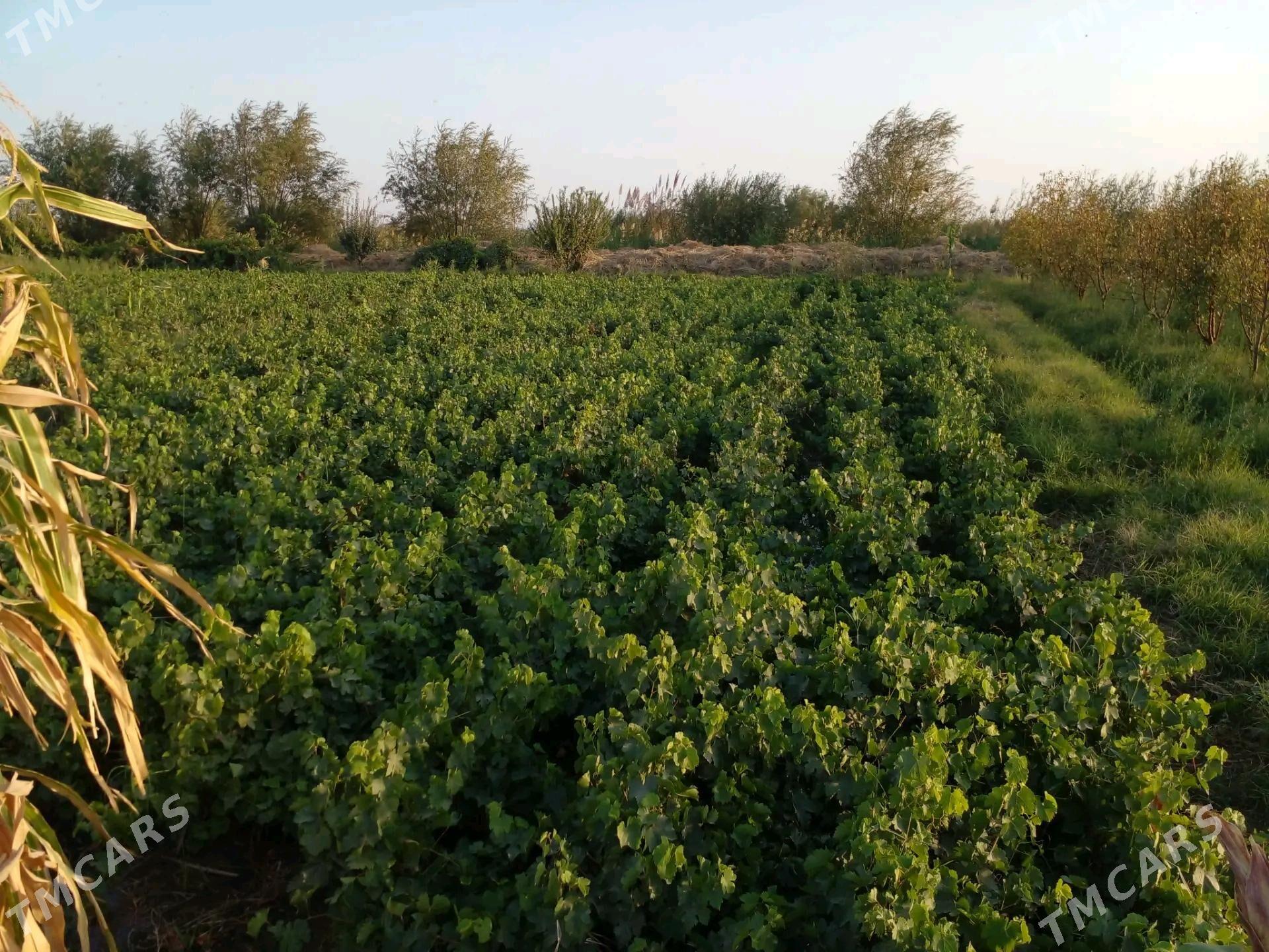 üzüm nahal - Мургап - img 5
