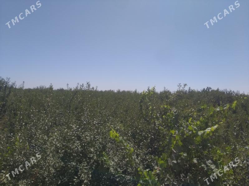 учаска кирпда - Daşoguz - img 3