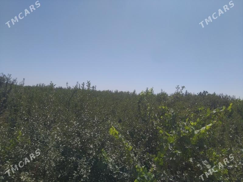 учаска кирпда - Daşoguz - img 4